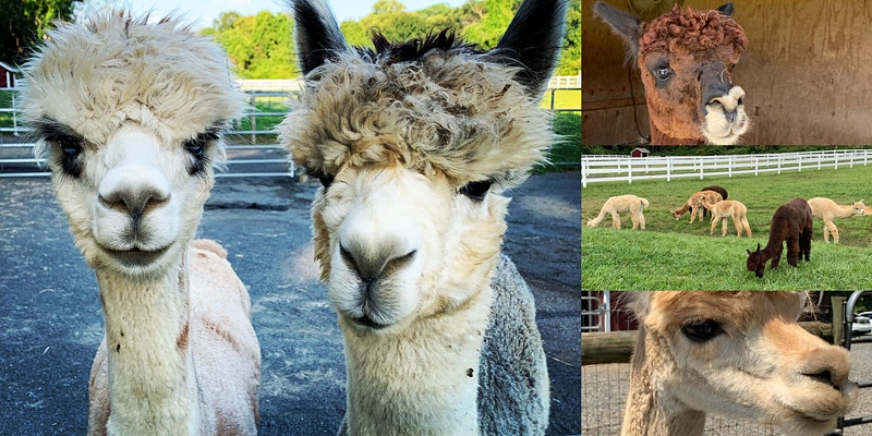 Virtual Alpaca Meet & Greet with Bluebird Farm Alpacas Virtual Alpaca Meet & Greet with Bluebird Farm Alpacas